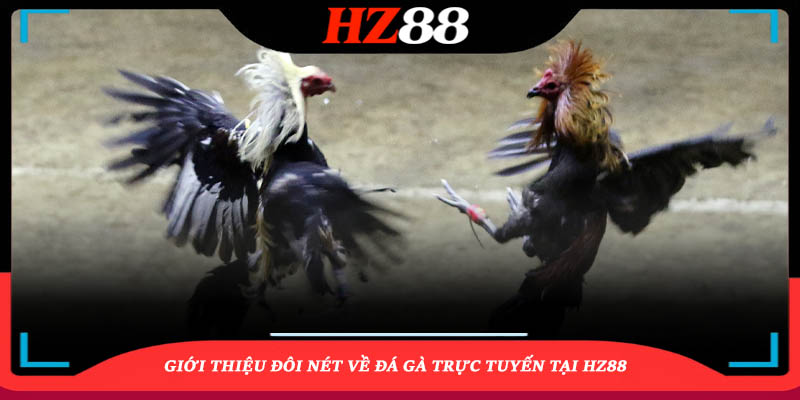 Giới Thiệu Đá Gà Tại Hz88