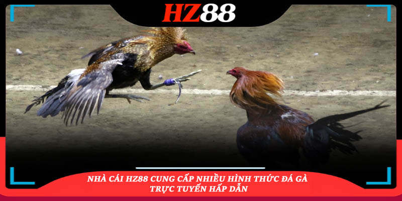 Hz88 Cung Cấp Nhiều Hình Thức Đá Gà
